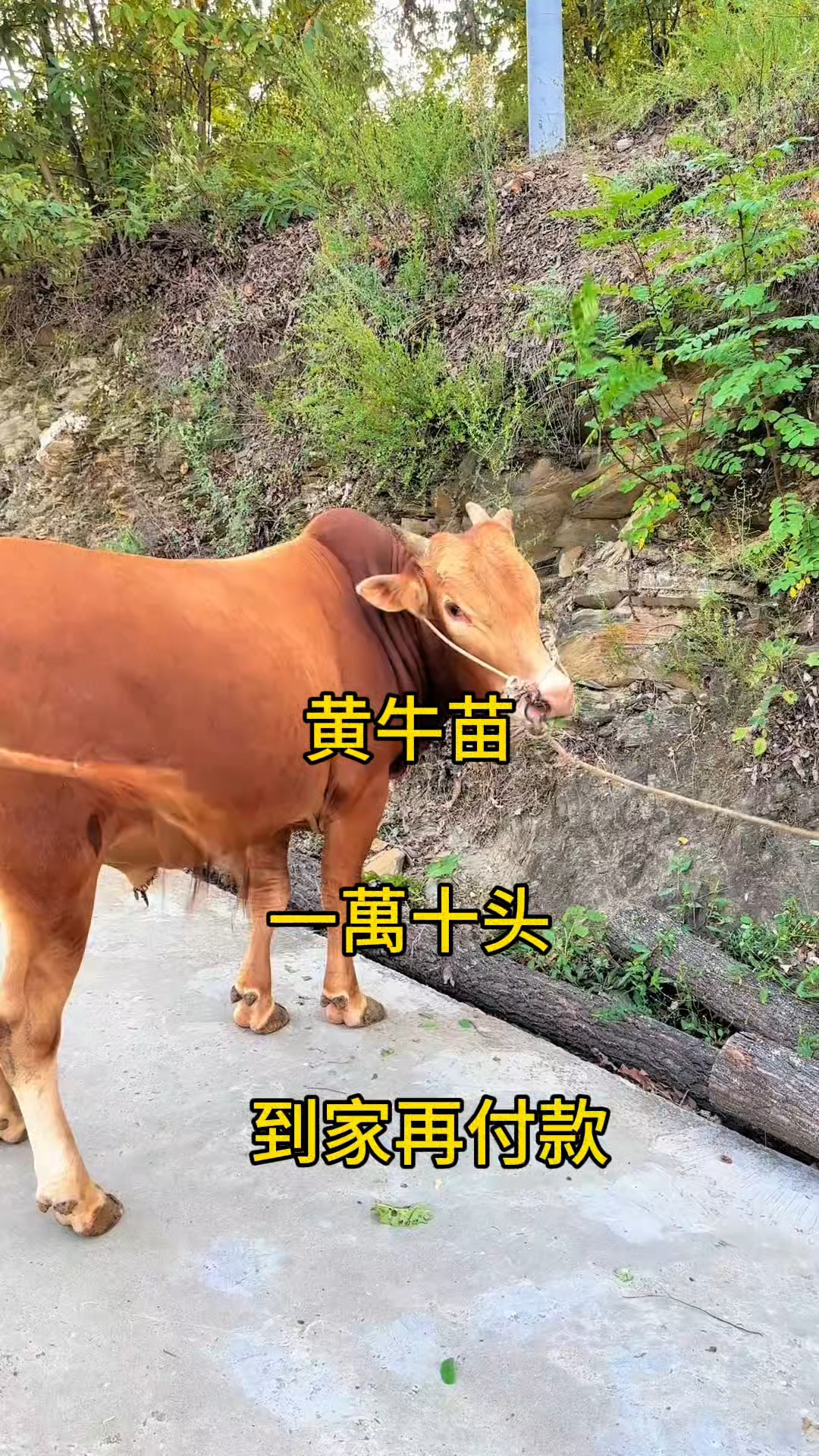 昭通最新黄牛代办方法分析(最方便真实的昭通黄牛代办网约车证方法)