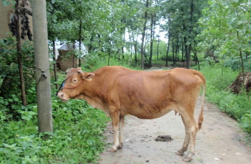 昭通最新求一个套医保卡的黄牛是真的吗方法分析(最方便真实的昭通求一个套医保卡的黄牛是真的吗还是假的方法)