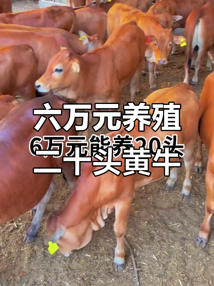 昭通最新线上套医保的黄牛是真的吗方法分析(最方便真实的昭通线上套医保的黄牛是真的吗能报销吗方法)